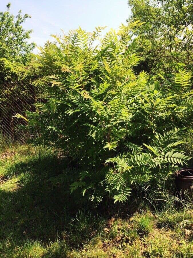 Sorbaria 12