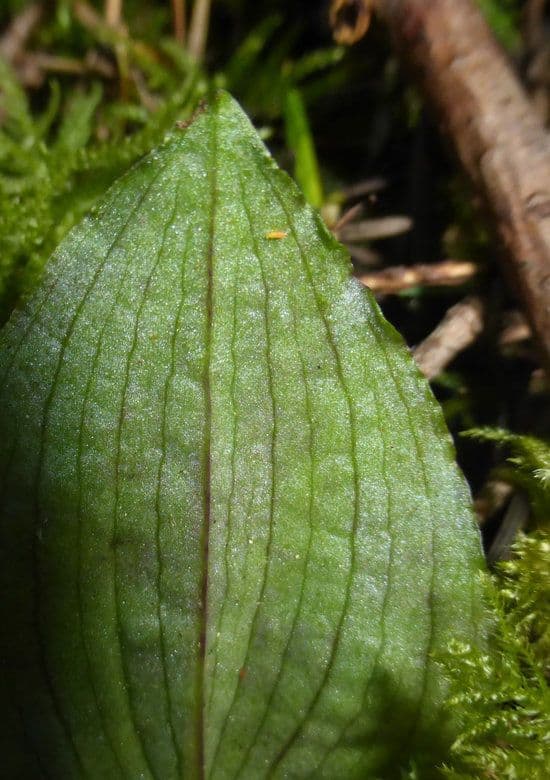 Calypso bulbosa 13