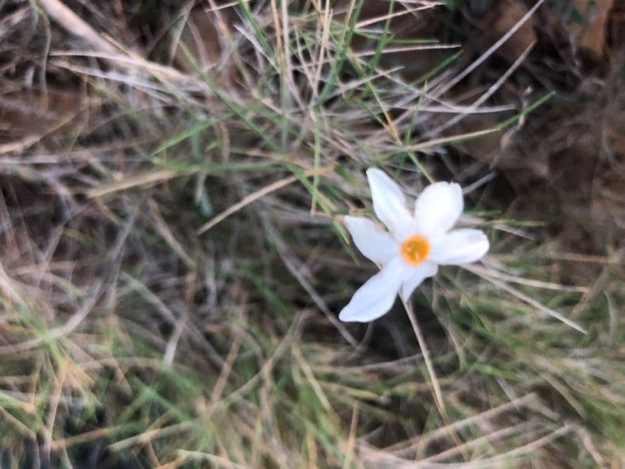 Narcisse d'automne 4