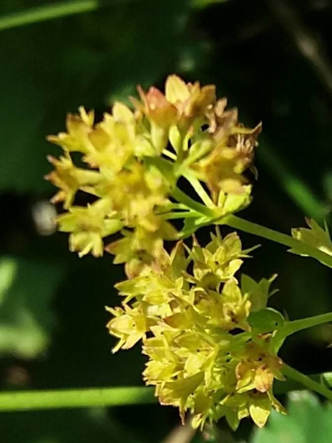 Alchemilla glabra 5