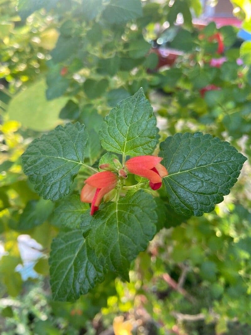 Salvia 14