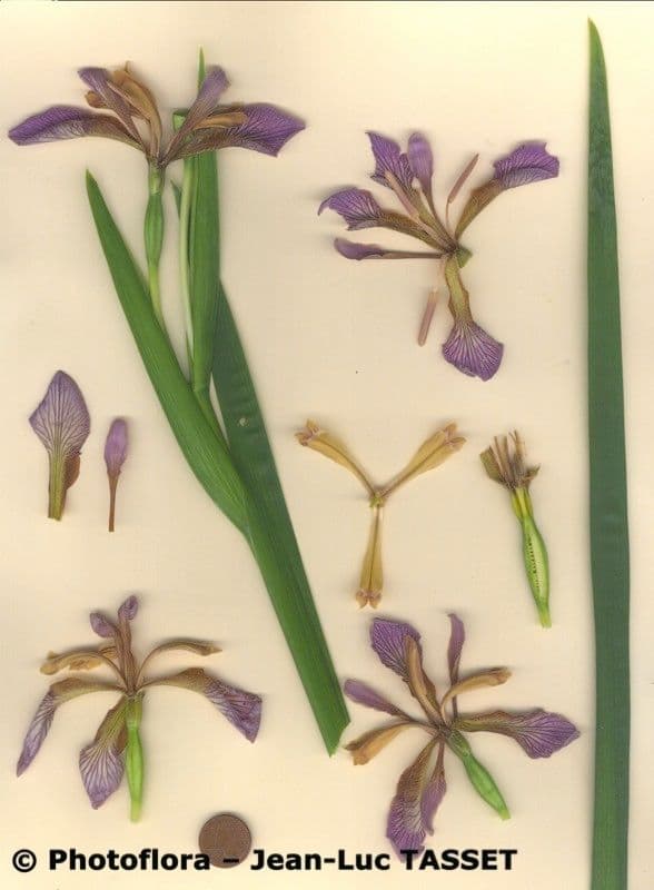 Iris fétide 26