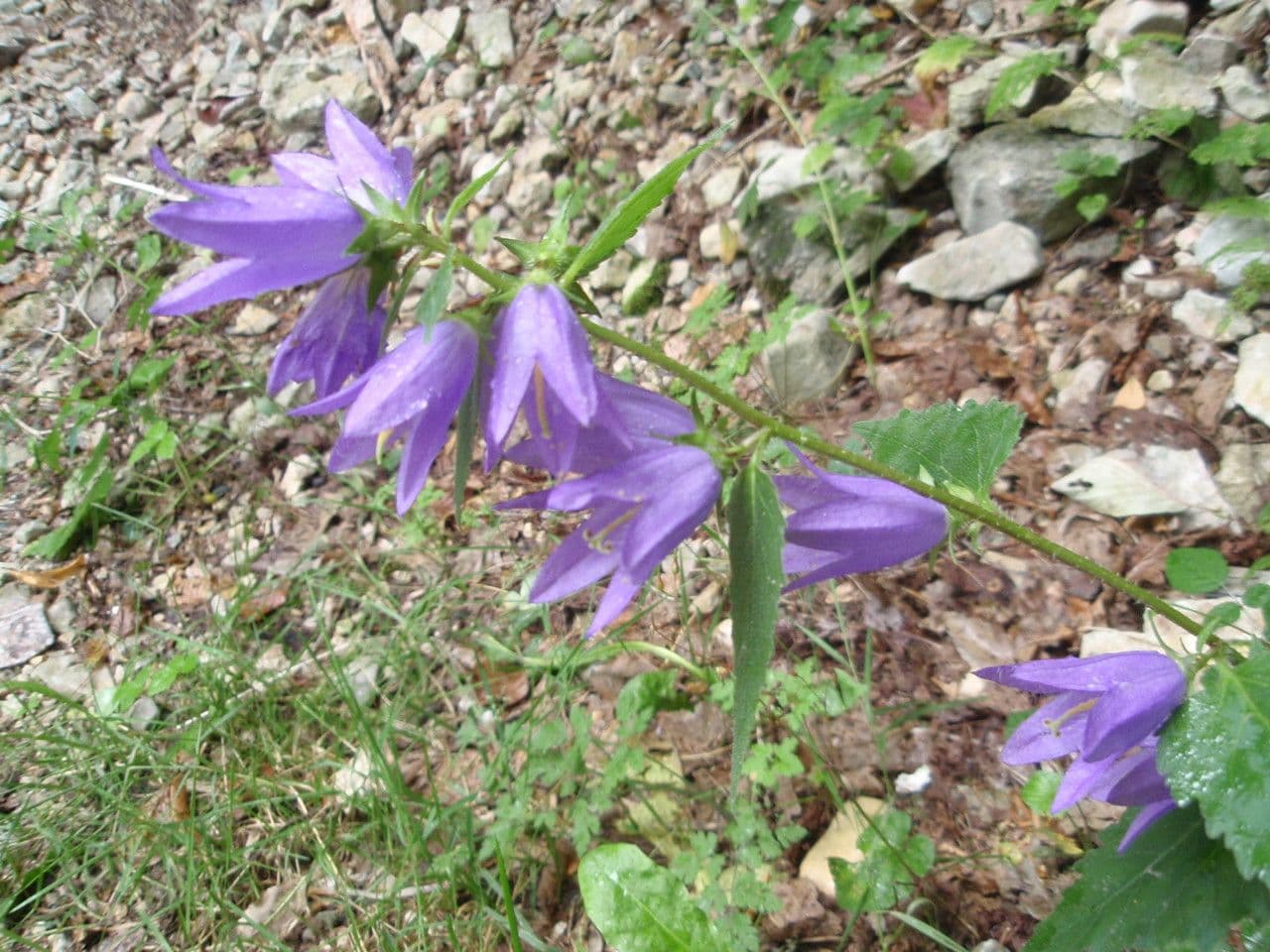 Nesselblättrige Glockenblume 26