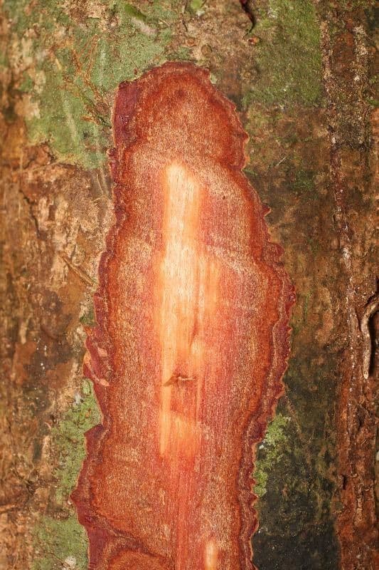 Licania 19