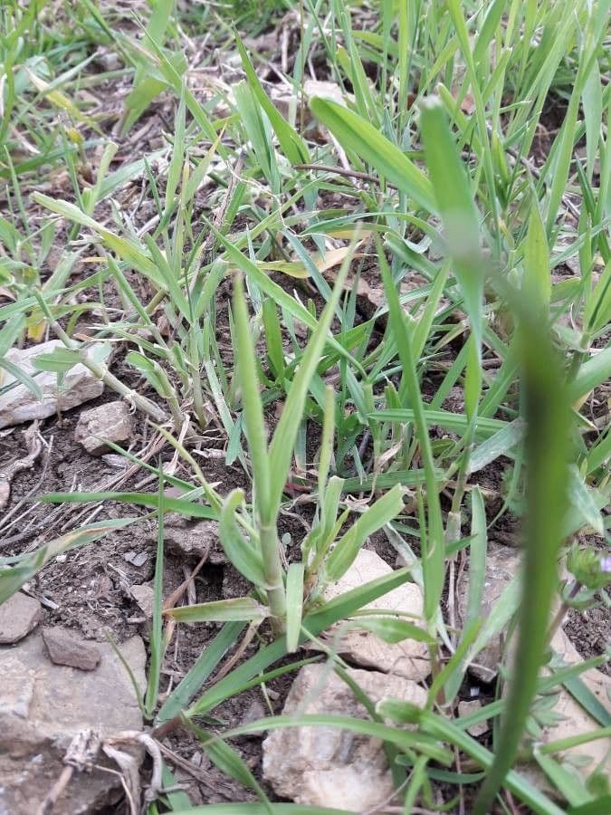 Grano monococco 15