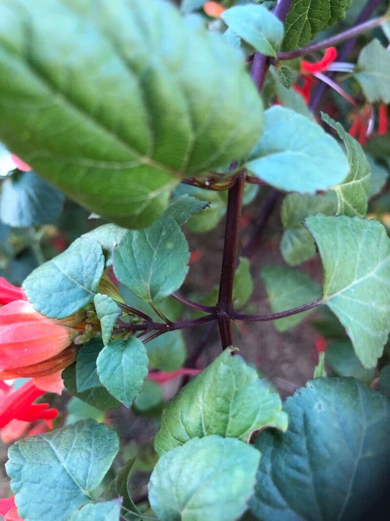 Salvia 11