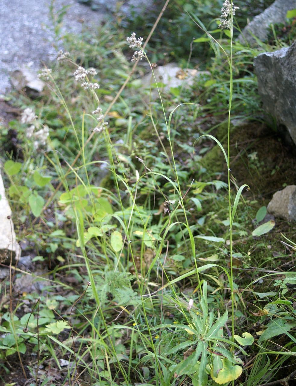 Erba lucciola bianca 15