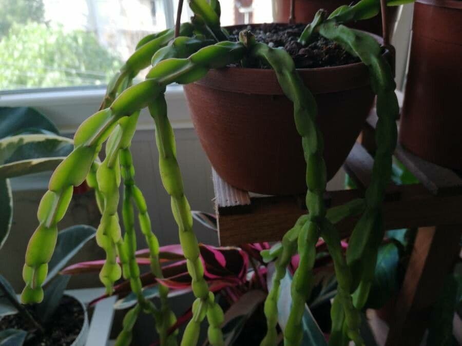 Rhipsalis 10