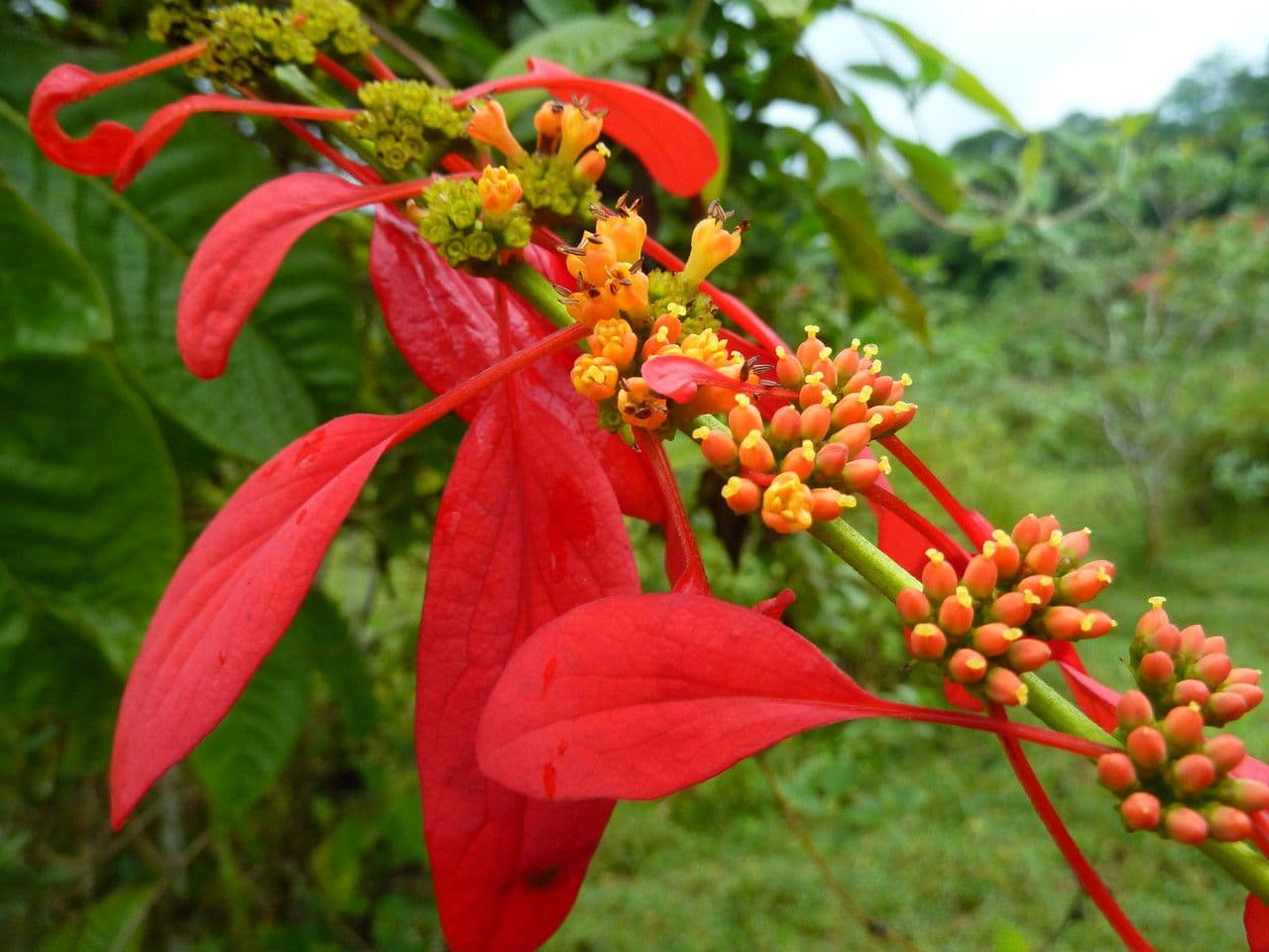 Warszewiczia coccinea 8