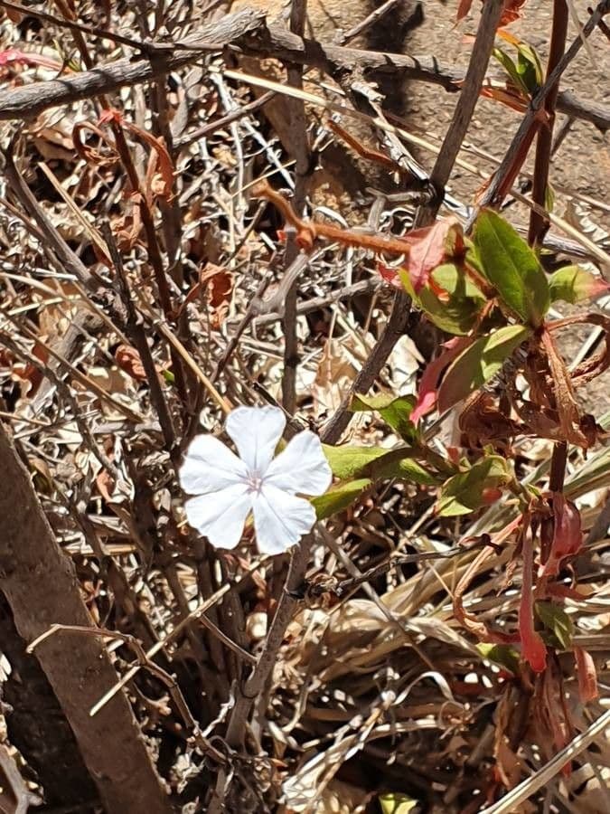 Ceratostigma