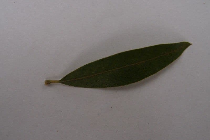 Schmalblättrige Olive 22