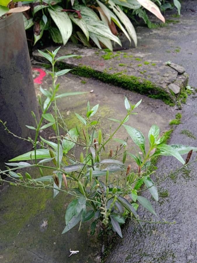 Andrographis paniculata 17