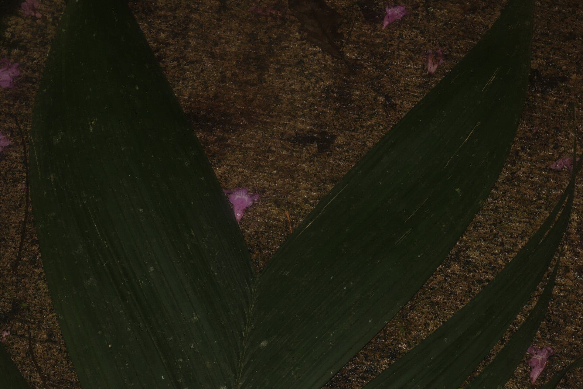 Geonoma interrupta 13