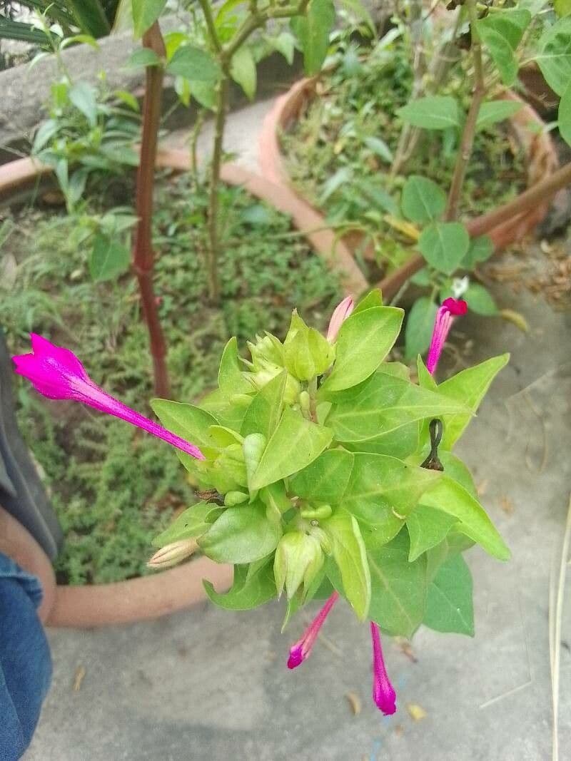 Bürstenblume 17