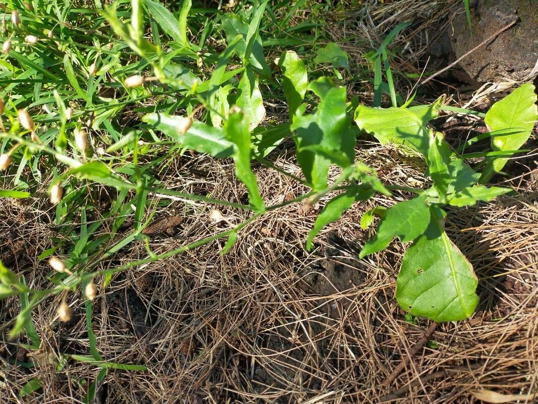 Tabaco de plomo 7