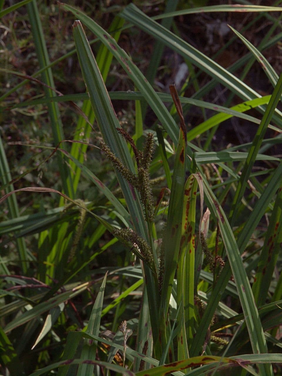 Bigleaf sedge