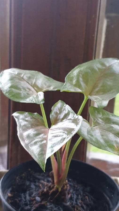 Syngonium 10