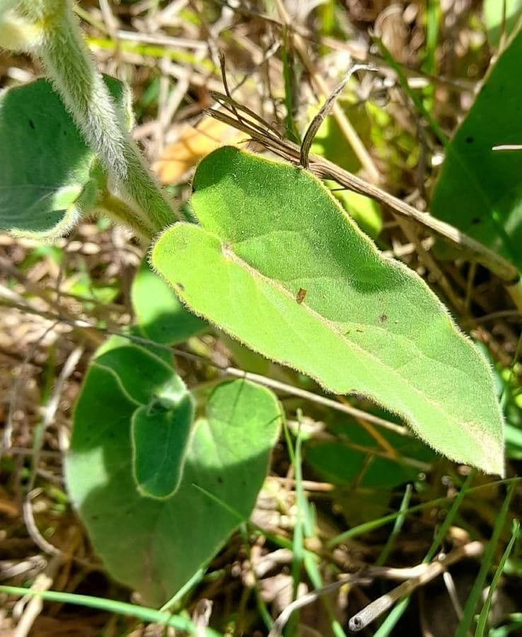 Oxypetalum 17