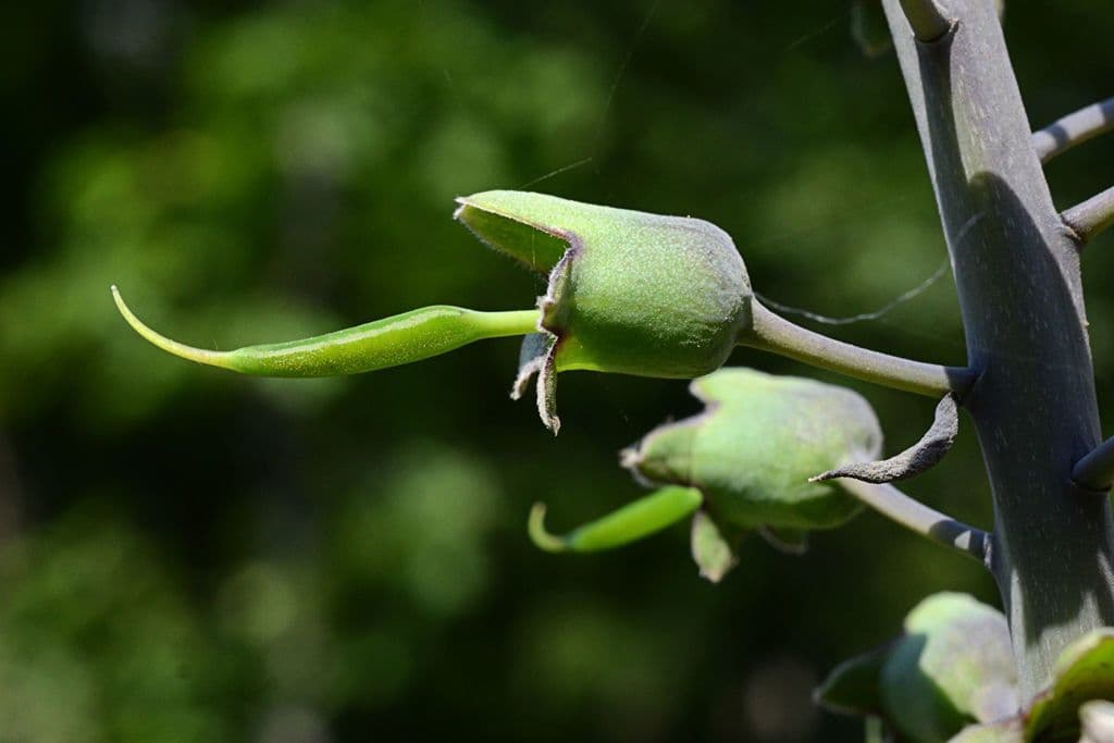 Onagra arbustiva