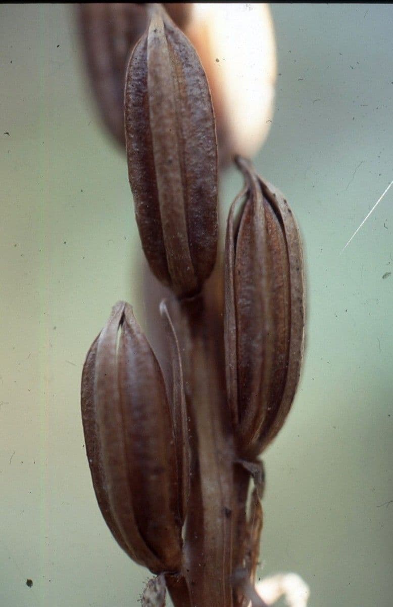 Zweiblättrige Waldhyazinthe 5