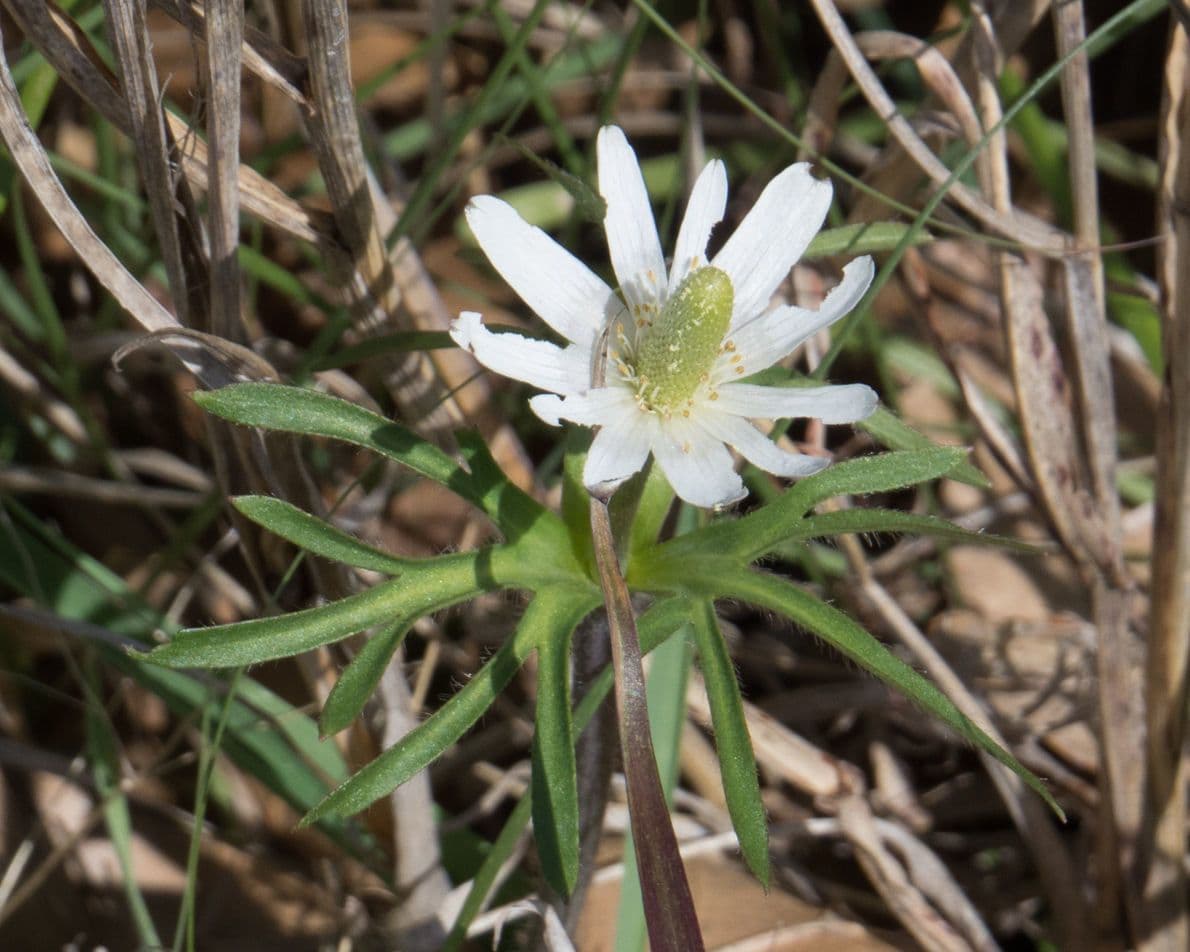 Anemone 3