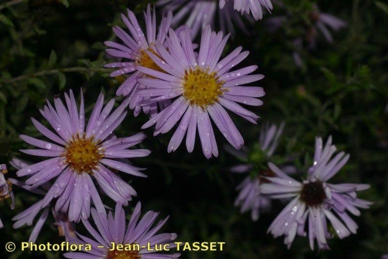 Busch-Aster 12