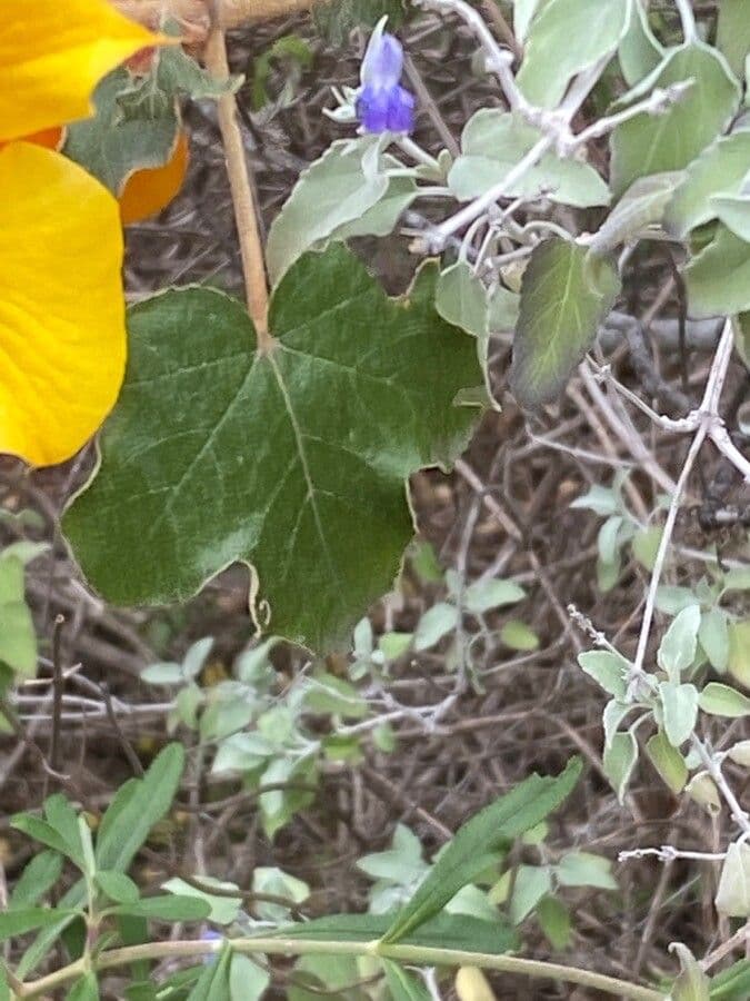 Fremontodendron 6