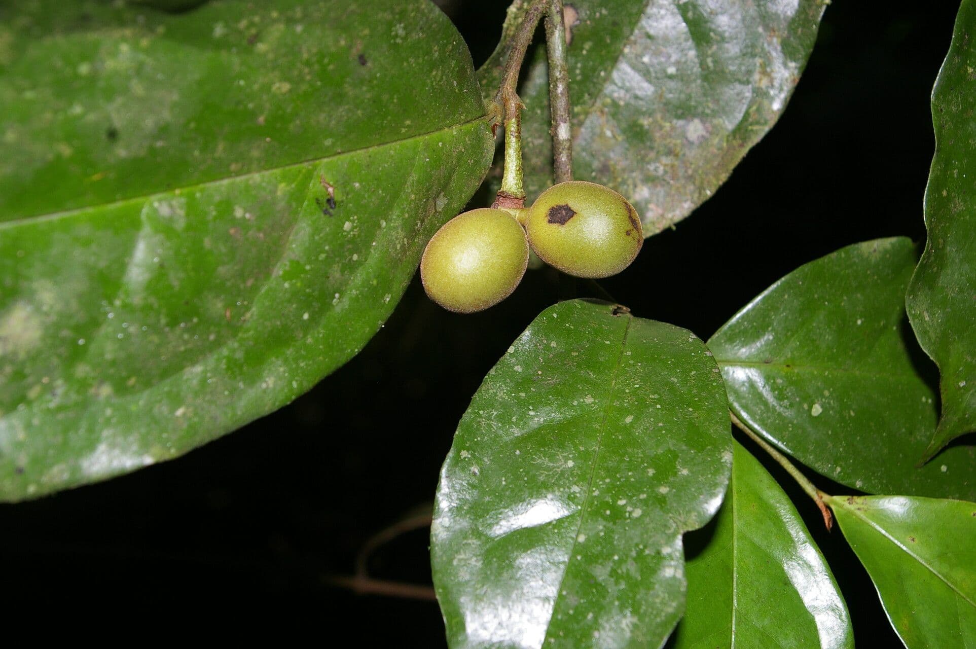 Desmopsis 3