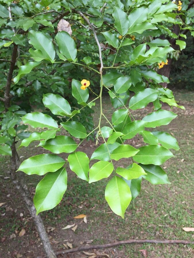 Pterocarpus 7
