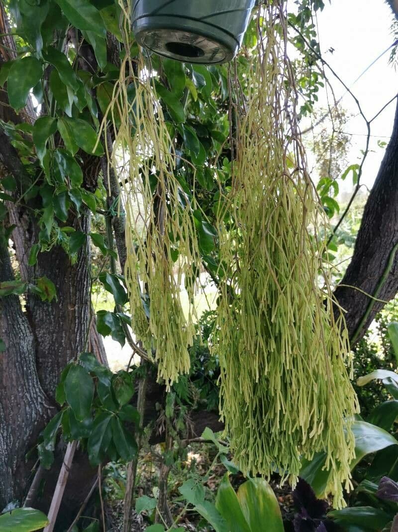 Huperzia 4
