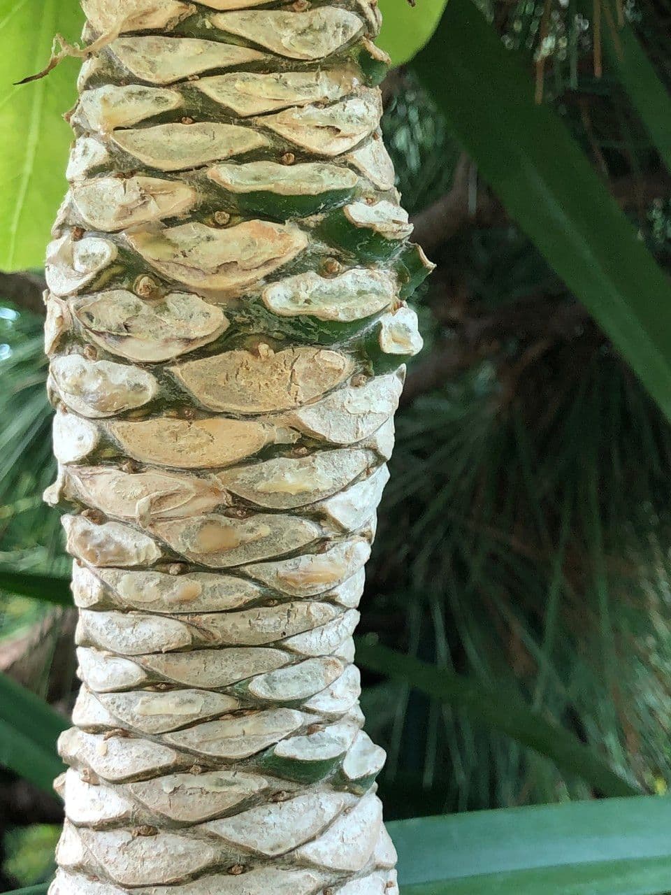 ʻŌlulu 19