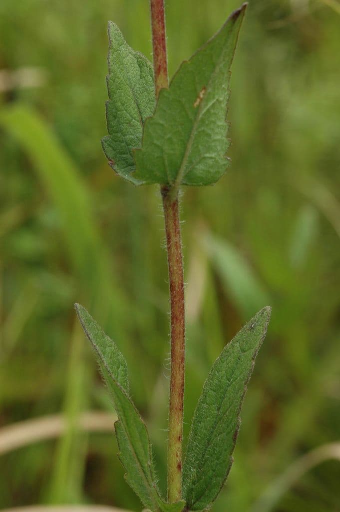 Eupatorio peloso 6