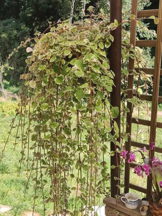 Coleus 15