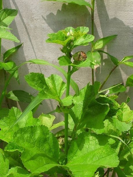 Malva verticillata 14