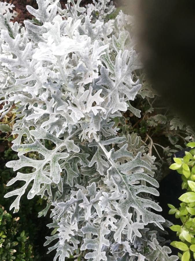 Cineraria 24