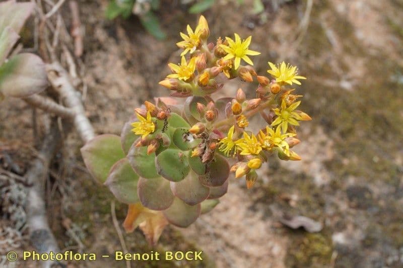 Aeonium 9