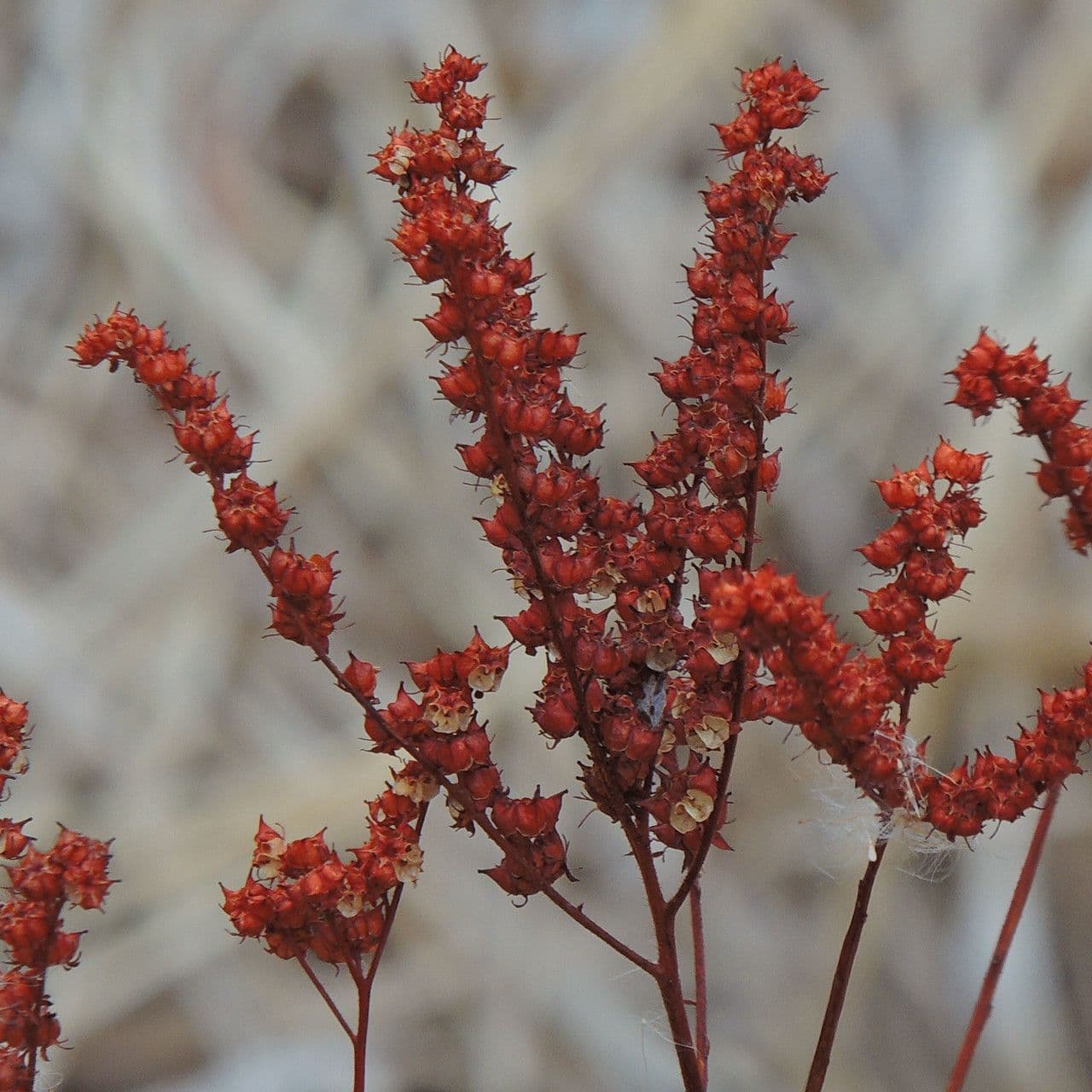 Penthorum sedoides 6