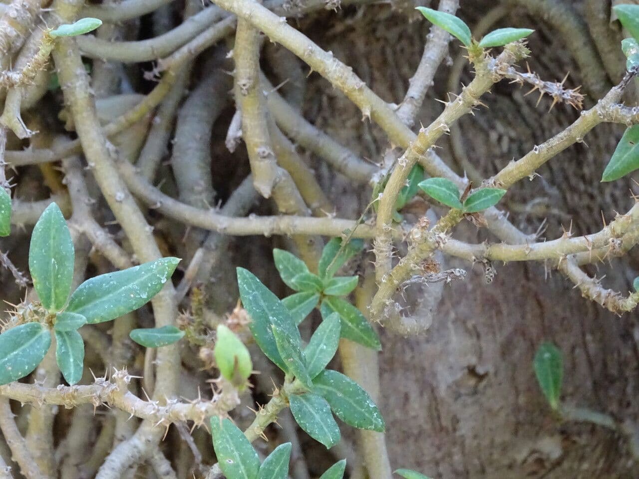 Pachypodium 4
