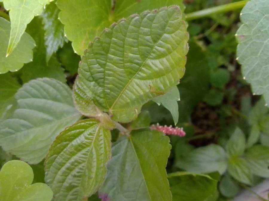 Acalypha monostachya 12