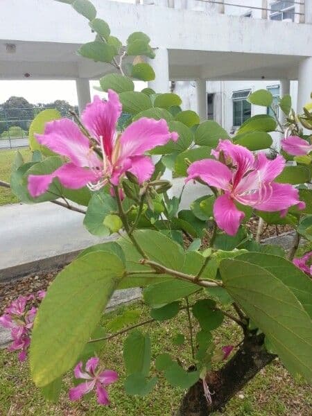 Bauhinia variegata 29