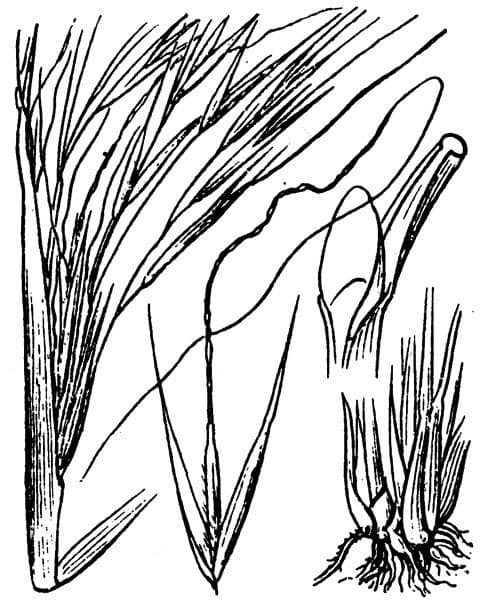 Kavyl vláskovitý 23