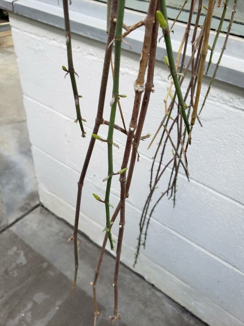 Ceropegia 9