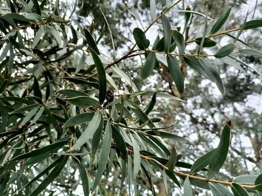 Kybean-Eukalyptus 5