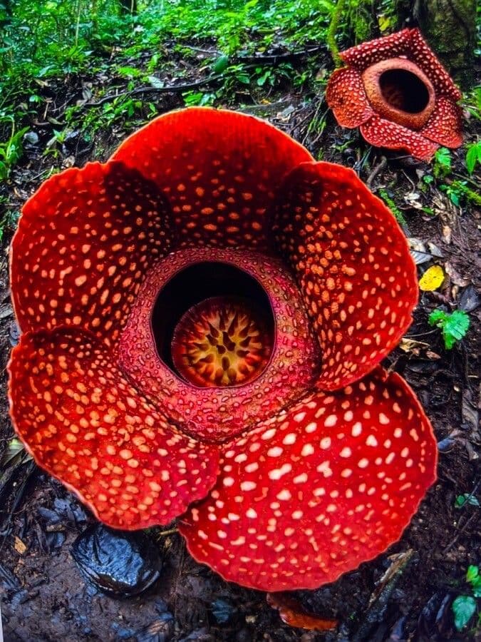 Corpse Flower 3