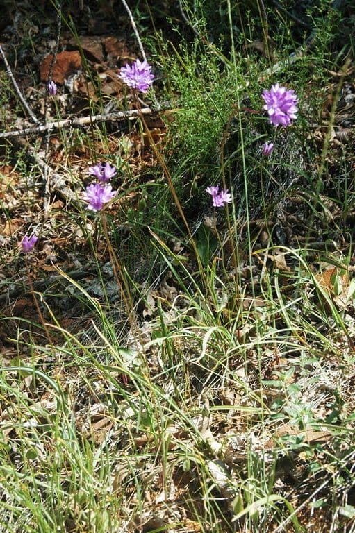 Dichelostemma congestum 9