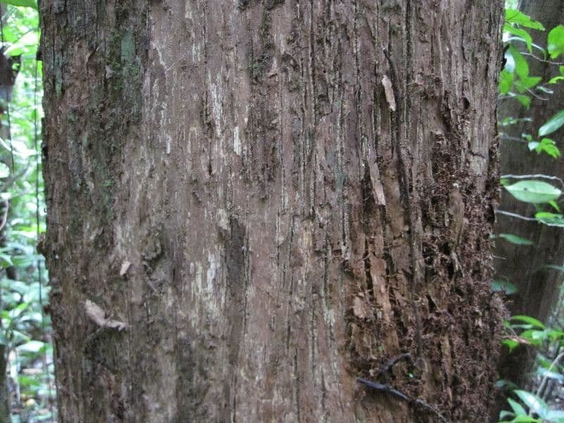 Chrysophyllum 2