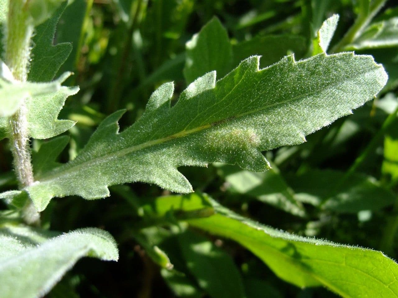 Centaurea nervée 20