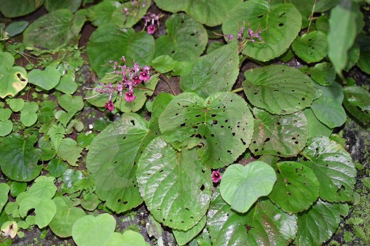 Didymocarpus 7