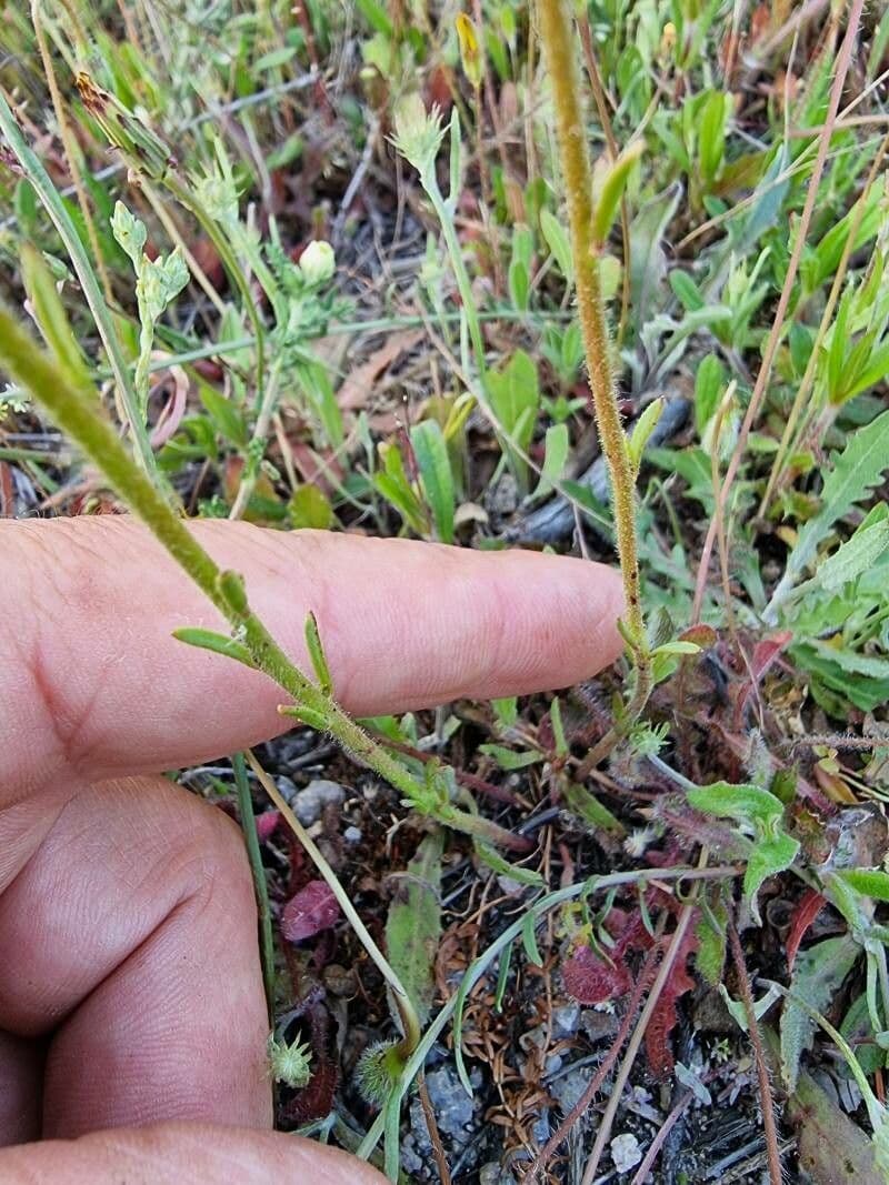 Linaria incarnata 11