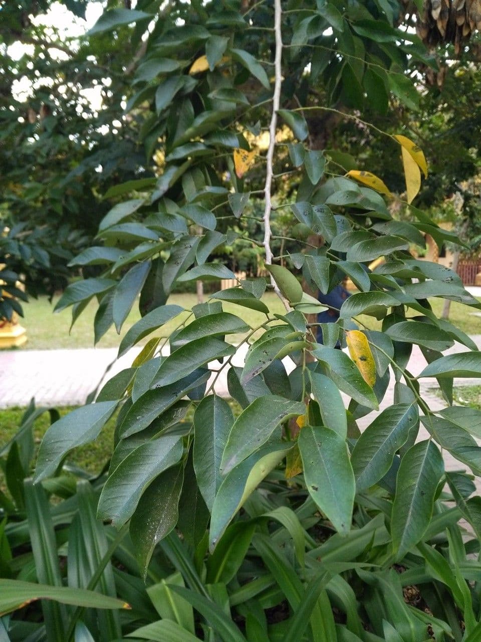 Dalbergia hupeana 2